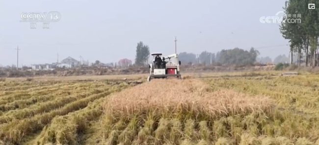 各大粮食收储企业加大数字化收粮 节粮减损、促农增收